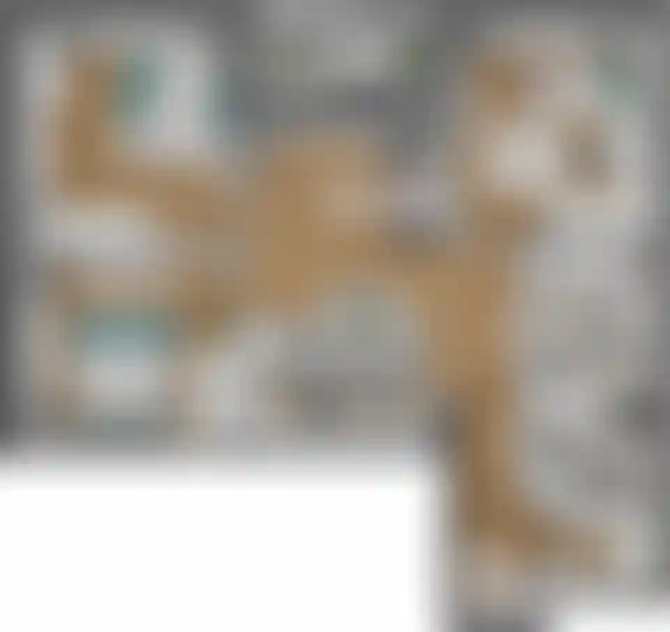 Изображение карточки лота