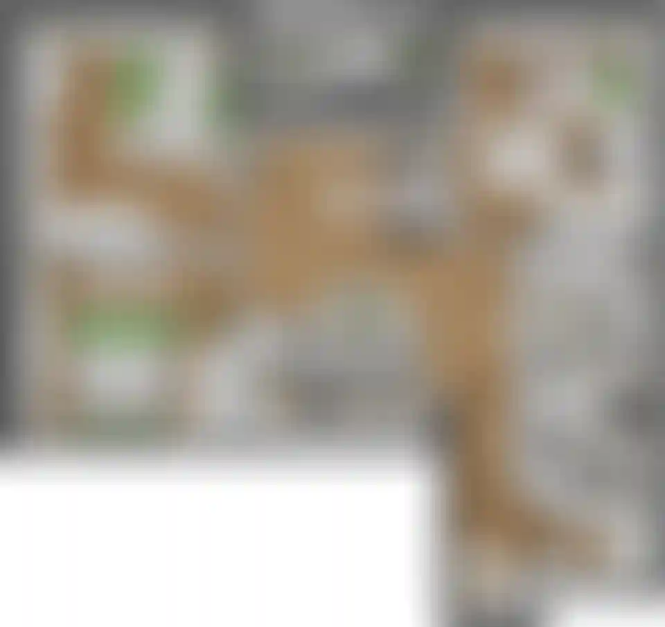 Изображение карточки лота