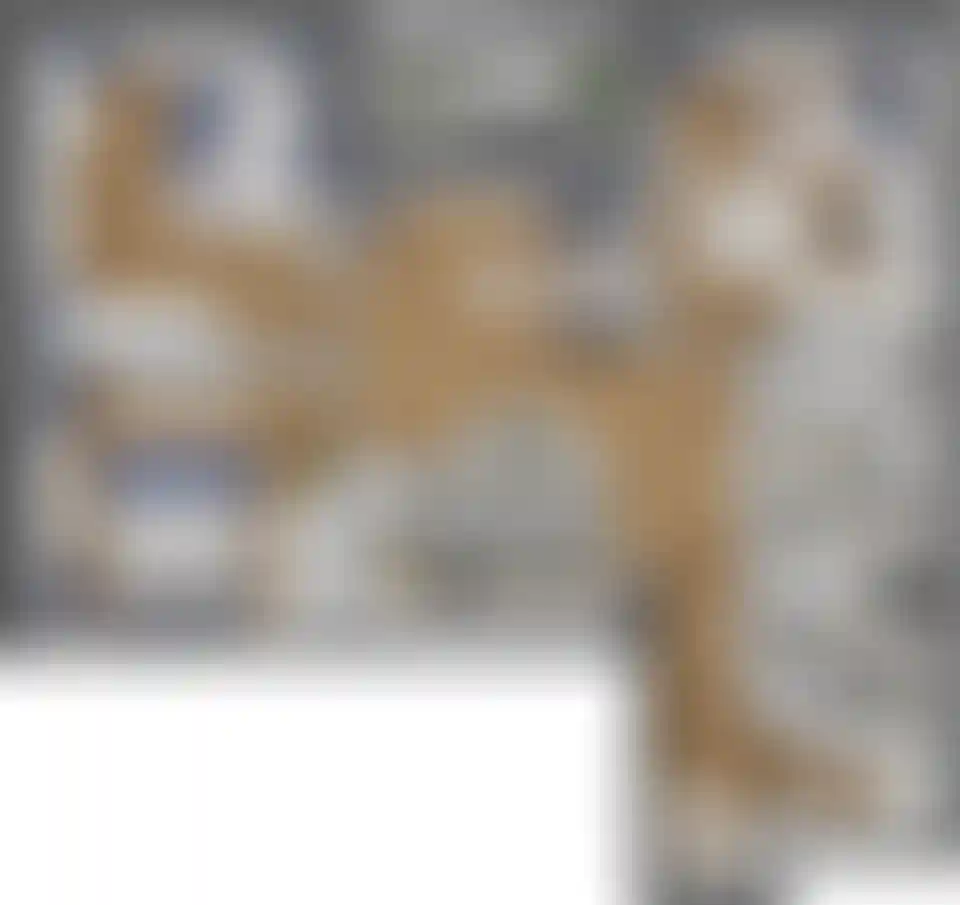 Изображение карточки лота