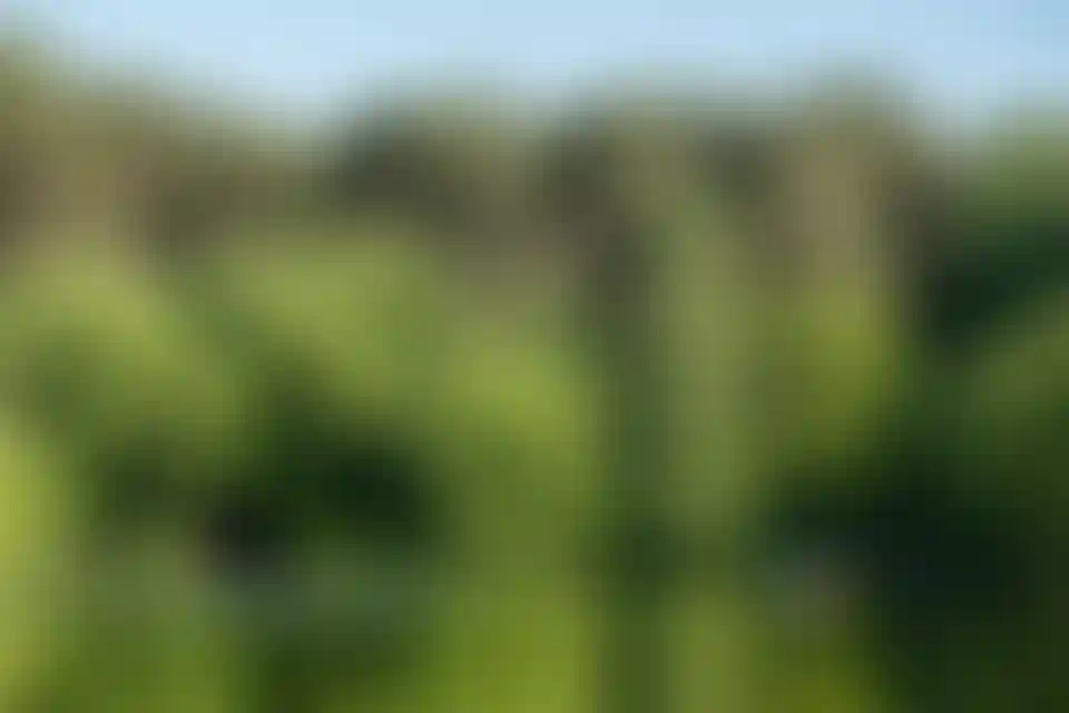 Природное окружение