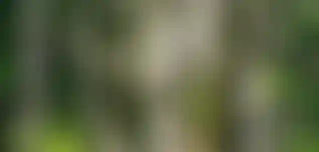 Природное окружение