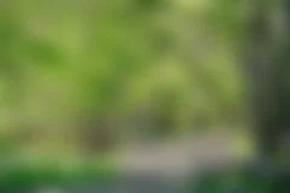 Бутовский лесопарк