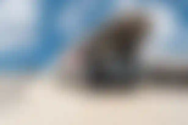 метро «Потапово»