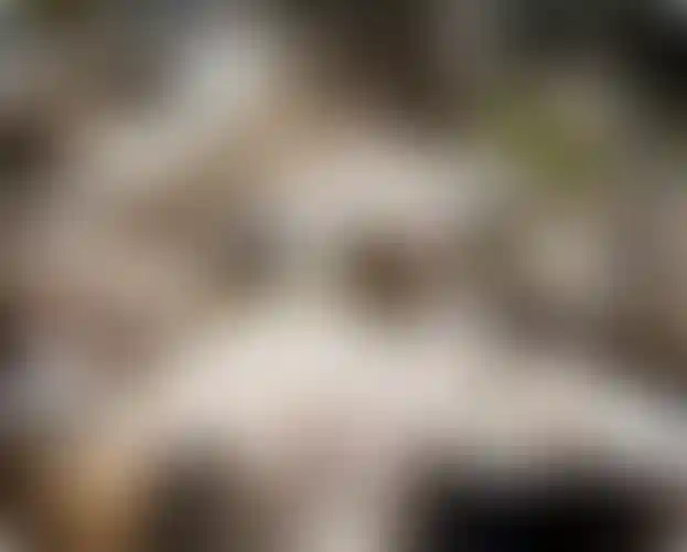 Изображение галереи