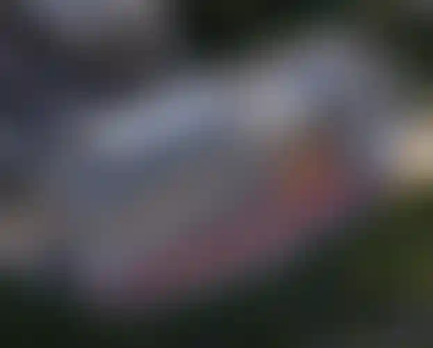 Изображение слайда