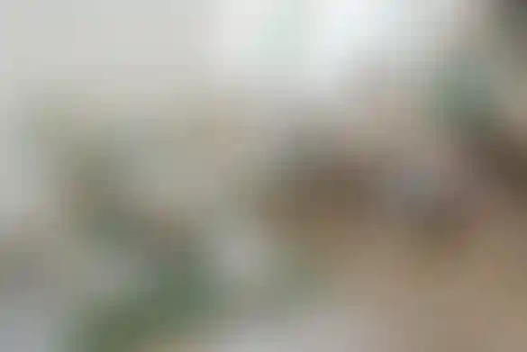 Кот в Шляпе