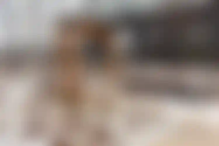 Изображение галереи