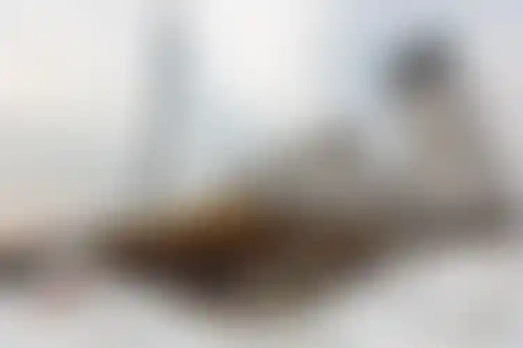 Изображение галереи