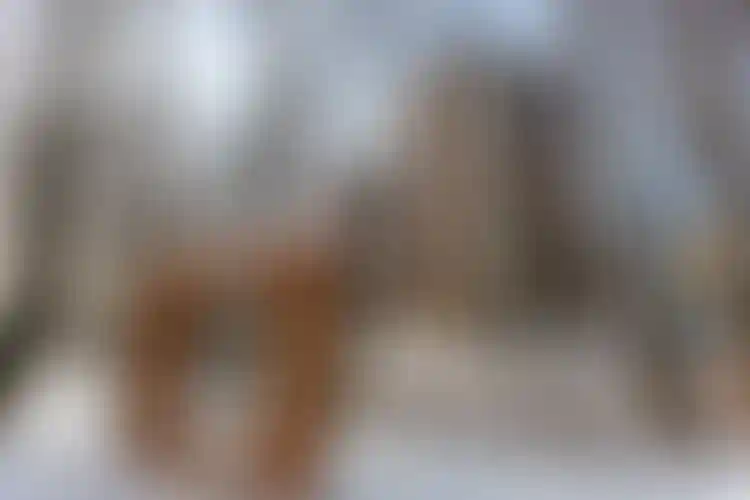 Изображение галереи