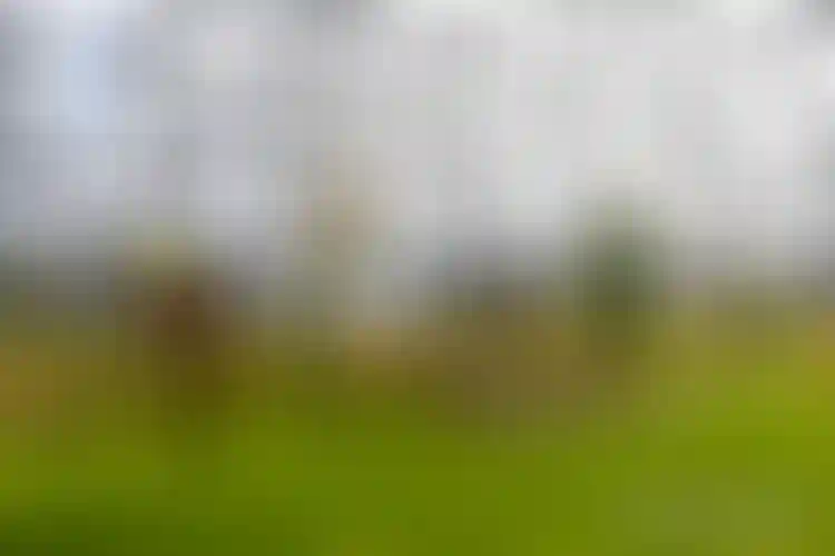 Изображение галереи