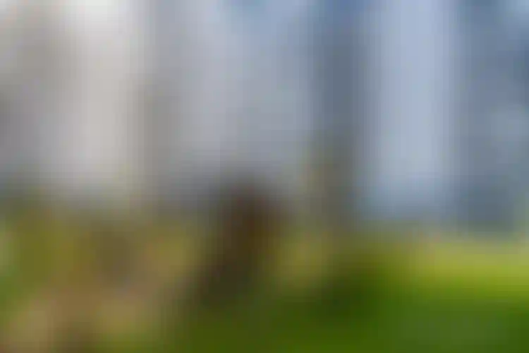 Изображение галереи