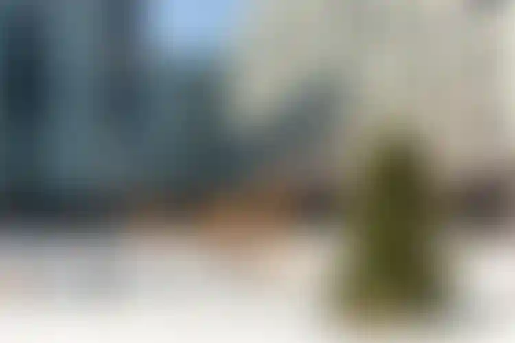 Изображение галереи